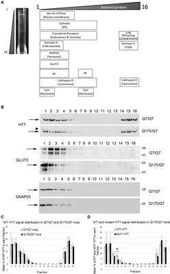 Disposition of Proteins and Lipids in Synaptic Membrane Compartments Is Altered in Q175/Q7 Huntington’s Disease Mouse Striatum